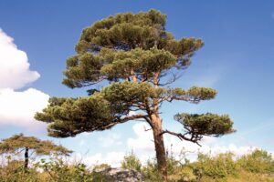 madeira-de-pinus-em-santa-catarina