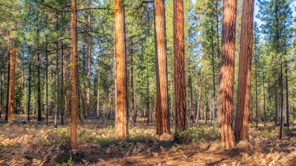 tabuas-de-pinus-em-santa-catarina