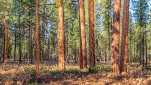 tabuas-de-pinus-em-santa-catarina