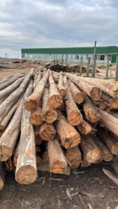 postes-de-eucalipto-tratado-em-santa-catarina