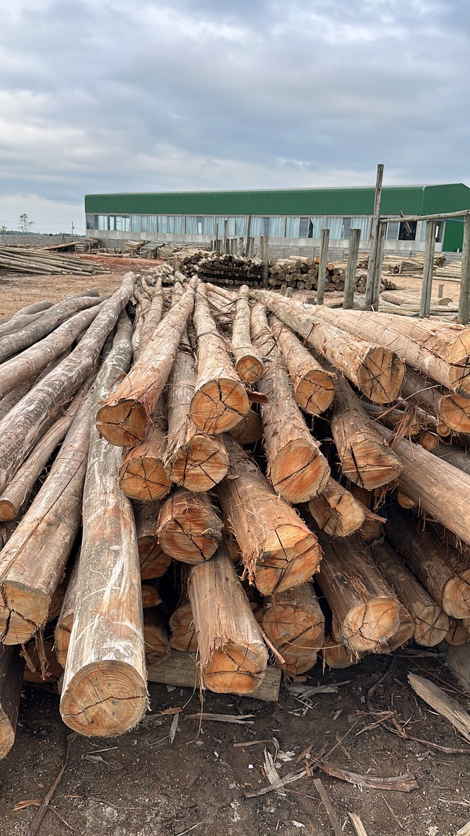 postes-de-eucalipto-tratado-em-santa-catarina